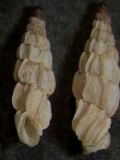 Albinaria adrianae e praeclara